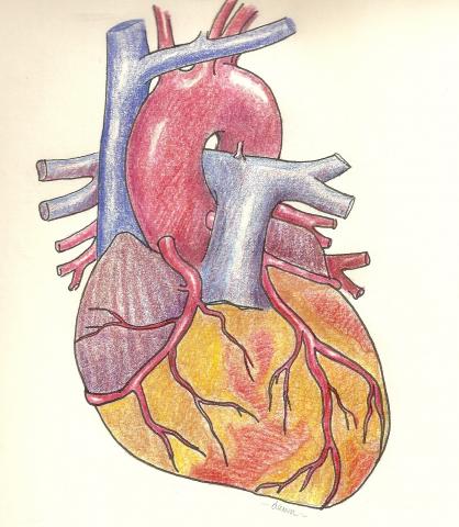 Heart Art Page Ecg Guru Instructor Resources